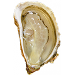 Oyster 
